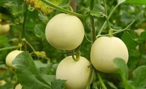 乡瓜怎么吃,解锁乡村美味新体验