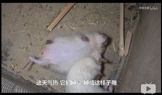 网红鼠合成表情包,萌动瞬间，趣味横生