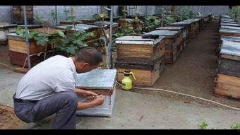 网红养蜂小视频大全,甜蜜事业背后的温馨瞬间