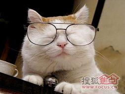 网红猫咪儿歌,网红猫咪儿歌带你领略萌宠魅力