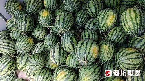 潍坊 吃瓜,瓜果飘香，品味生活