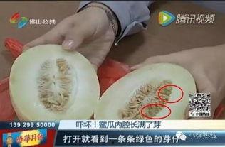 梦见买到蜜瓜吃瓜了,甜蜜蜜瓜之旅