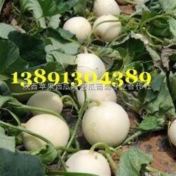 陕西理工吃瓜事件,校园舆论风波背后的真相探寻