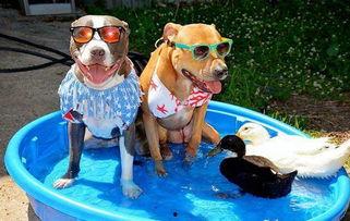 今日头条新闻猫咪,这届猫咪太会“营业”了！