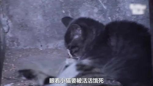小猫吃树瓜吗
